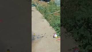The Pooping Dog and Screaming chicken firework!!!