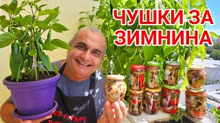 видео: Люти чушки Трикольор за зимата! Зимнина за люти приключения! картинка: Люти чушки Трикольор за зимата! Зимнина за люти приключения!