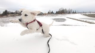 (Eng Sub) Even Seattle's Heavy Snow Couldn't Stop The Golden Retriever's Energy