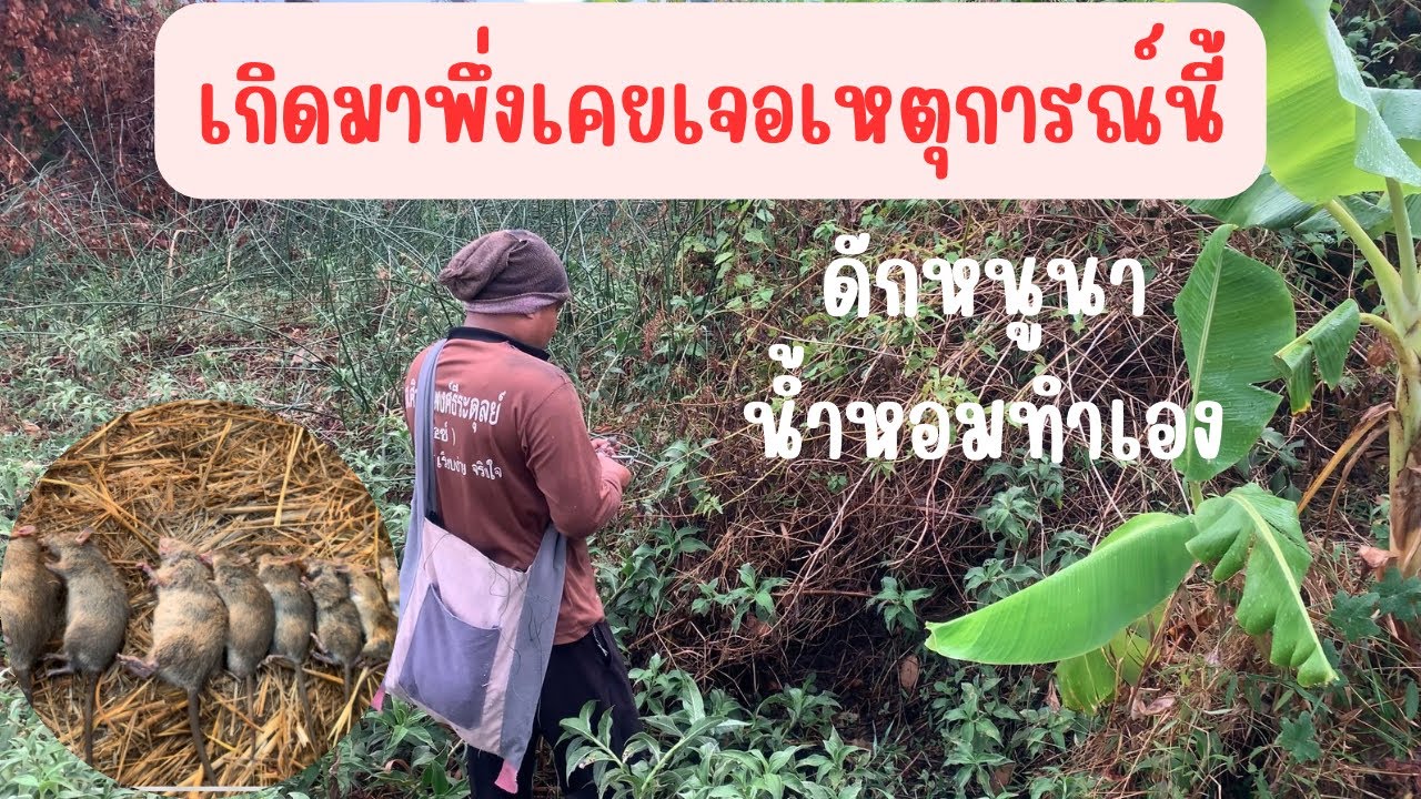 😮ไม่หน้าเชื่อว่าจะเกิดขึ้นได้🐹ดักหนูนาหมานจริงๆ🏡