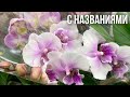 завоз БОООМБА😃💣КАСТОРАМЕ Respect за ТАКИЕ орхидеи❗️унесла Big Lip и БЕЛУЮ МЕЧТУ 😍