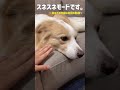拗ねている犬を一瞬で笑顔にする方法がチートすぎる件。#shorts