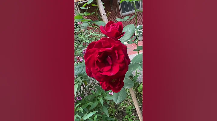 玫瑰花送給你ickey M @ickeym2979 ,㊗️你生日快樂 - 天天要聞