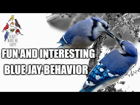 fun-and-interesting-blue-jay-behavior-|-courtship-feeding