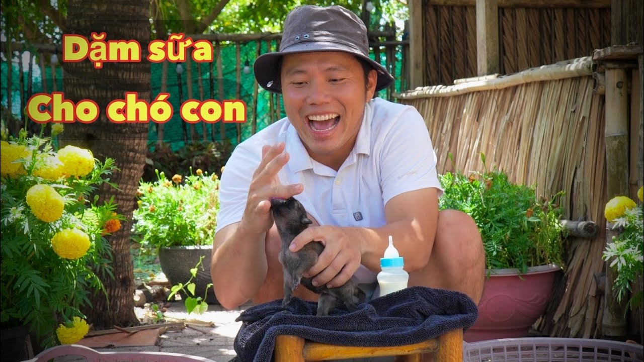 Video 327 Em Vàng Đẻ 9 Bé Không Đủ Sữa Nuôi Con