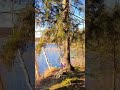 🐦🎶 #sweden #nature #birdsong #hiking #forest #lake #sunlight #walk #scandinavia #nordic #sun #bird
