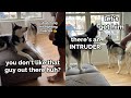 Dogs yell at worker outside they think hes an intruder
