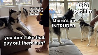 dogs yell at worker outside! they think he’s an intruder!