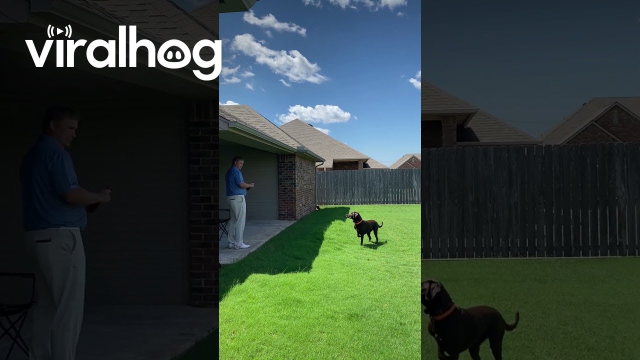 Dog Fails To Fly Over Fence Jump || ViralHog