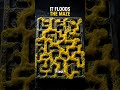 Slime Mold Solves Mazes Without a Brain