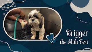 Trigger the Shih Tzu Gets a Classic Groom at Zane's! by Zane's Pet Spa 38 views 7 months ago 3 minutes, 56 seconds