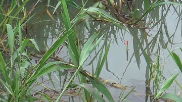 câu cá , mùa câu  cá rô non.