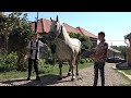 Caii lui Gheza de la Tinca, Bihor - 2023 Nou!!!