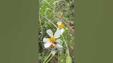 Công Dụng Tuyệt Vời Của Hoa Xuyến Chi – Dân Gian & Khoa Học 🌱