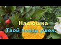 Самвел Адамян/ Борзая Надька / Жадная Ирочка