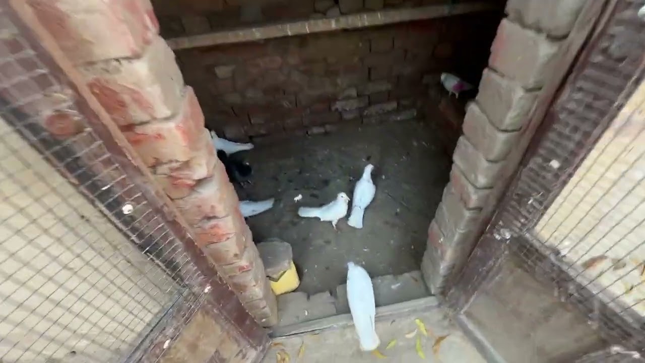 ਤਿੰਨ ਕਬੂਤਰ ਵੁੱਡੇ ਨਾਲ ਹੈਪੀ ਆਲਾ ਛੁੱਟਾ ਬੱਚਾ ਸੱਡੀਆ 🕊️॥ ਹੈਪੀ ਆਲਾ ਬੱਚਾ 2 ਵਜੇ ਬੈਠਾ 🕊️॥ ਦੋਖੇ ਵਿਡਿਉ 🙏🏻॥ 