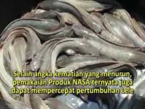 tutorial-lengkap-teknik-budidaya-ikan-lele-sangkuriang-081219982986