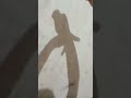 હાથની કરામત #nirmit0611 #shadowart #fun_time #skills #shorts #viral #trending