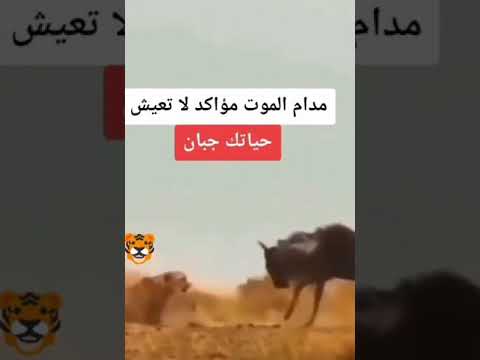 اذا لم يكن من الموت بد فمن العجز أن تعيش جبانا