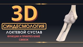 Связки Локтевого Сустава - 3D Анатомия Связок