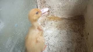 I feel sorry for the duckling left by its mother ( kasihan anak bebek ditinggal induknya ) by Vi On 121 views 7 months ago 4 minutes, 59 seconds