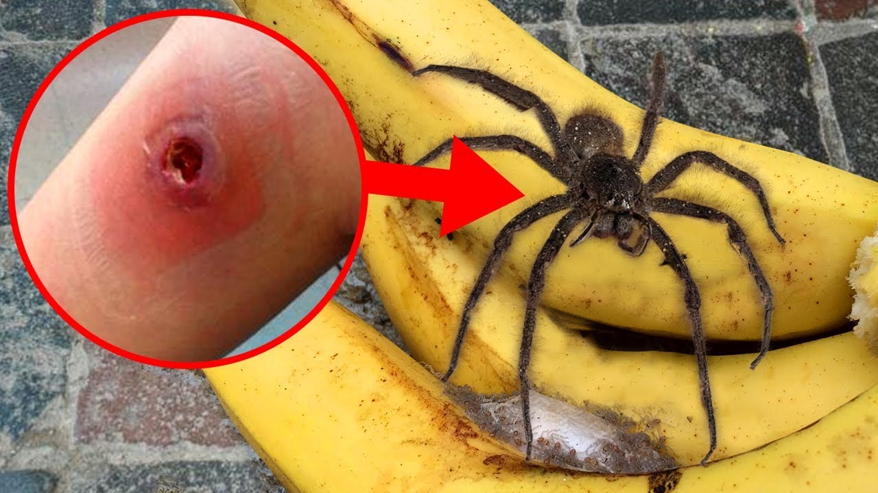 origins explained narrator Craziest Spiders With AMAZING Superpowers!