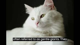 Turkish Angora by AFFINITYX#allaboutanimals# 1 view 5 months ago 43 seconds