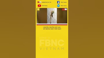 Chuồn chuồn lột xác sẽ trông như thế nào?