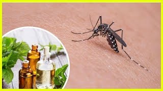 虫除け効果抜群！/蚊を撃退するハーブ11種