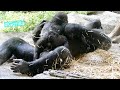 Gorilla places a baby on her stomach
