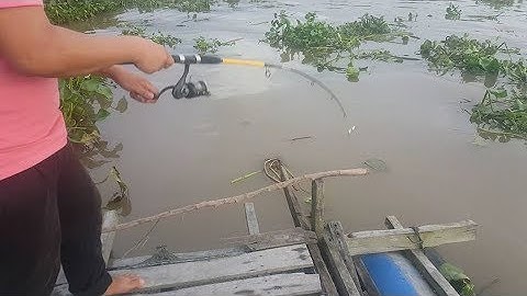 CÂU CÁ "NGÁT" SÔNG, CHỔ NƯỚC XOÁY LÊN CÁ THẬT ĐÃ// Fishing right in the whirlpool is a lot of fish