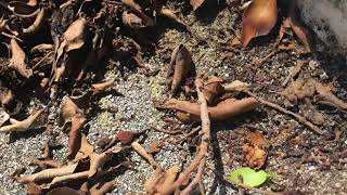 How to get rid of ants in your home in Dunedin,  - Coby's Pest Control