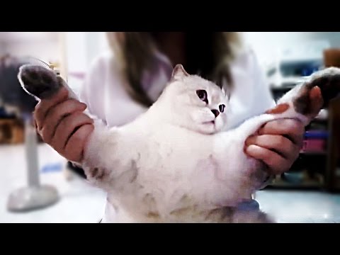 dancing-cats-compilation