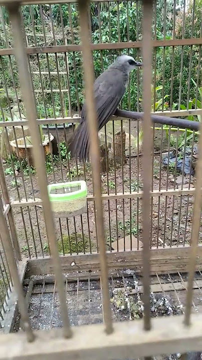 Burung trucuk murah harga 50k beli dipasar sampai rumah dimasukin sangkar langsung gacorrr