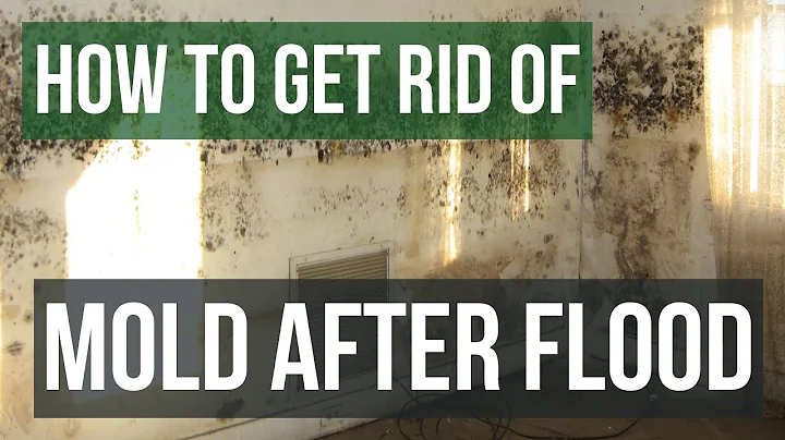 How to Get Rid of Mold After Flooding Guaranteed- 4 Easy Steps - DayDayNews