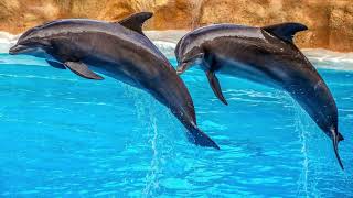 Amazing Dolphins Pictures