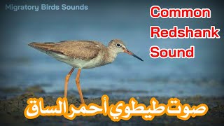 صوت طيطوي أحمر الساق (منذر)  | Common Redshank Sound