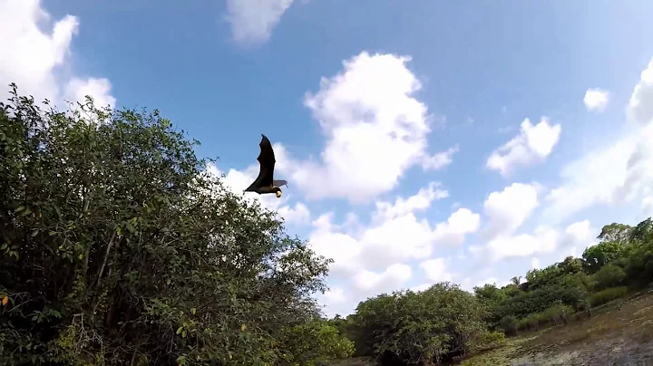 Bat Flying in Slow Motion