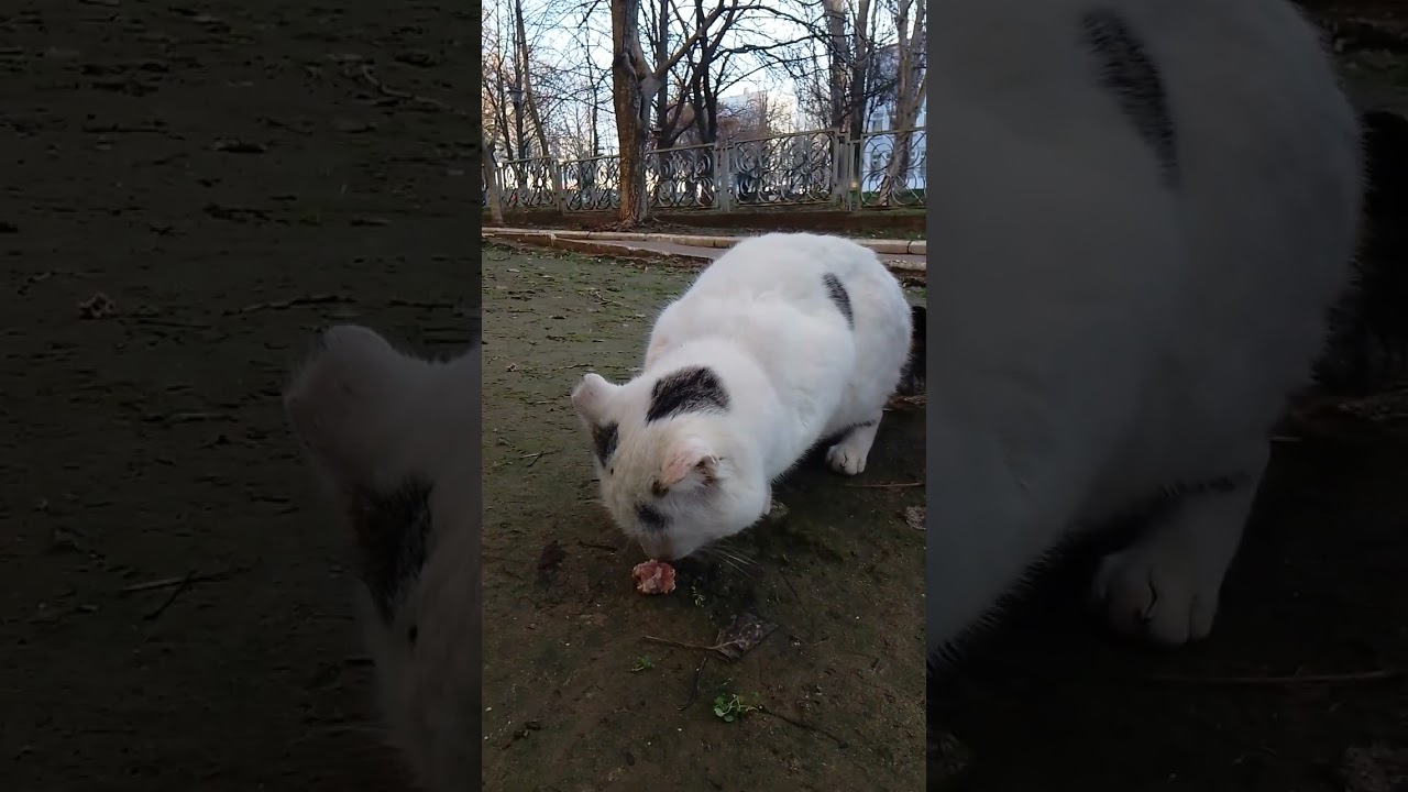 Они Вели Нас На Кормушку / They Led Us To Their Feeding Spot 🔥
