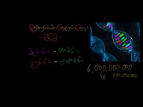 ვიდეო: რისგან შედგება დნმ-ის მოლეკულა?