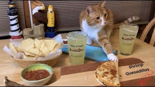 Meals w/ Marlin the Cat-Dog - Homemade Shrimp Quesadillas in the Outer Banks of NC #shrimp #cooking