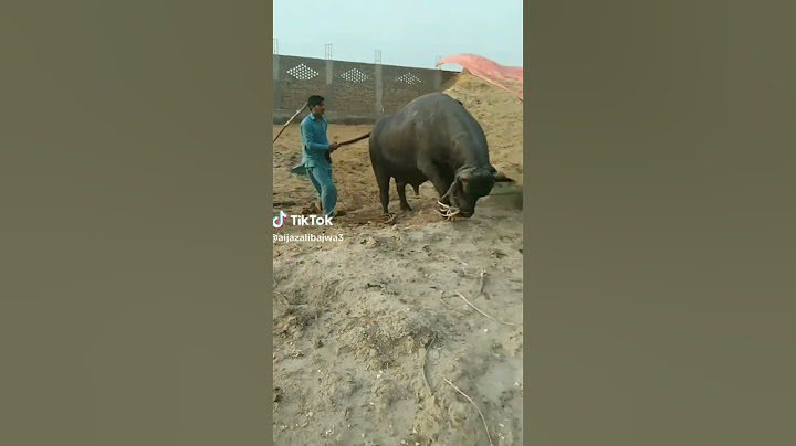 عیدالاضحی(Eid-al-Izhaa) Buffalo Qurbani Funny video 2022