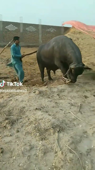 عیدالاضحی(Eid-al-Izhaa) Buffalo Qurbani Funny video 2022