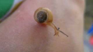 Adventure the snail