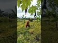 semi ipit #jeastv #shorts #shortvideo #provincelife
