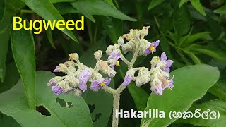 [Sri Lanka Wildflowers]열대식물Solanum mauritianumHakarillaBugweedwild tobaccoearleaf nightshade