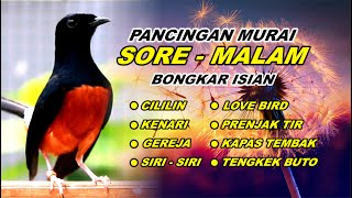 🔴 LIVE 35 - Pancingan Murai Batu Pagi Hari Full Isian Tembakan panjang Cocok buat Murai macet bunyi