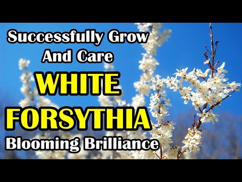 Vídeo: Forsythia Bushes - Dicas para cuidar de Forsythia