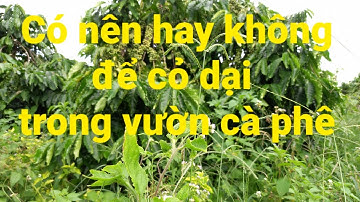 Có hay không ? Để cỏ dại trong vườn cà phê