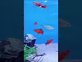 nuova aqua #forpage #pescocofino #foryou #aquarium #fish #fishing #viral #fiume